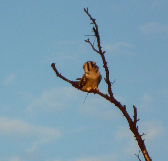 Foto av en ugle som sitter i tre.