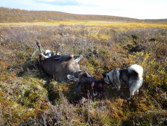 Elghund ved siden av en felt elg.