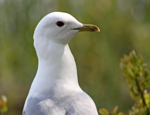 Bilde av en måke.