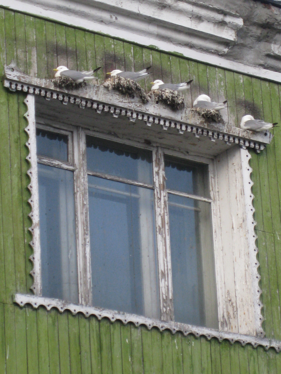 Bilde av måker på reier over et husvindu.