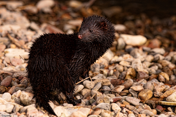 Fotografi av en våt mink på steingrunn. 