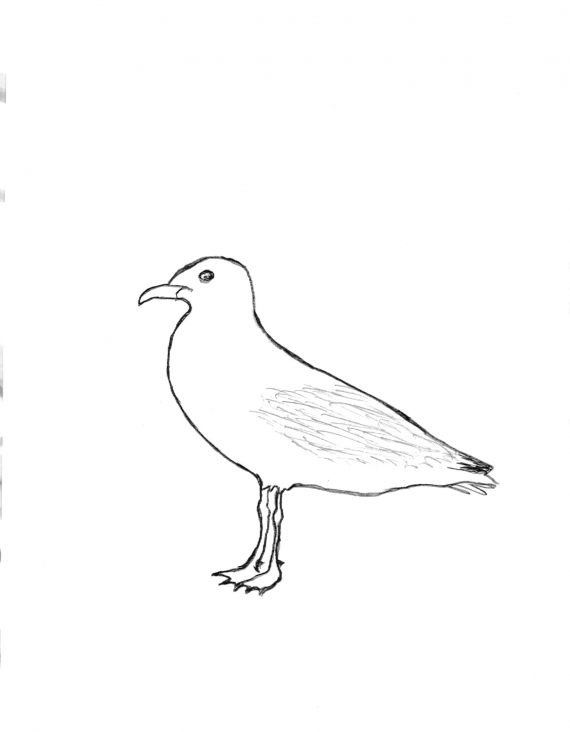 Tegning av en måke.