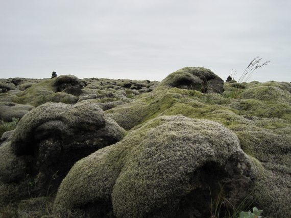Bilde av mose på stein.