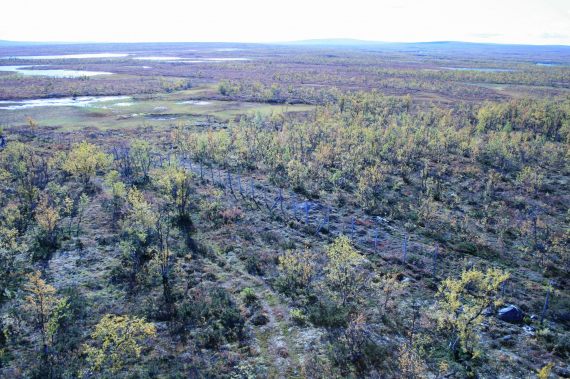 Dronebilde av vann og bjørkeskog.