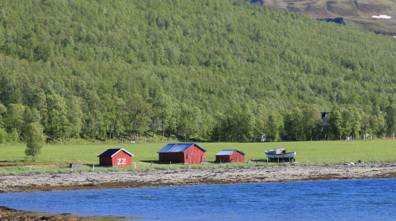 Fotografi av tre nauster ved fjæra.