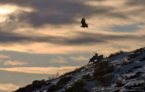 Ørn som jager reinsdyr på fjellet.