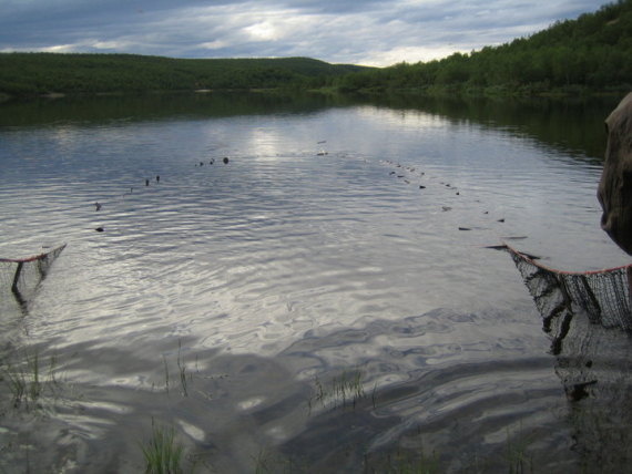 Bilde av notfiske i et vann.