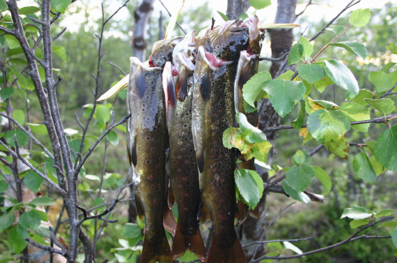 Flere ørreter som henger i et tre.