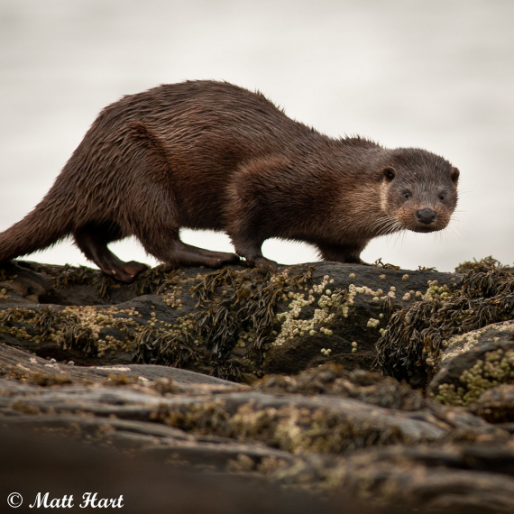 Fotografi av en oter.