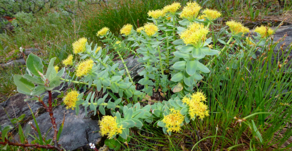 Foto av rosenrot i utmark.