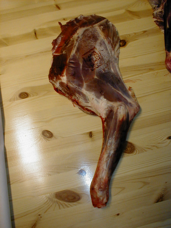 Partert reinsdyr, her bilde av bogen.