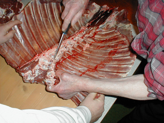 Partering av en reinsrott.