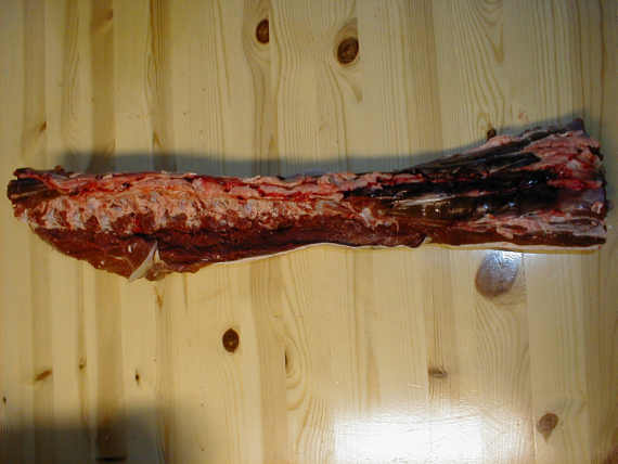 Partert reinsdyr, her bilde av ryggen.