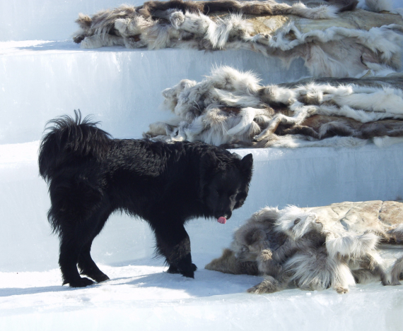 Čáhppes beana goikeduljjiid luhtte muohtatrahppa nalde.