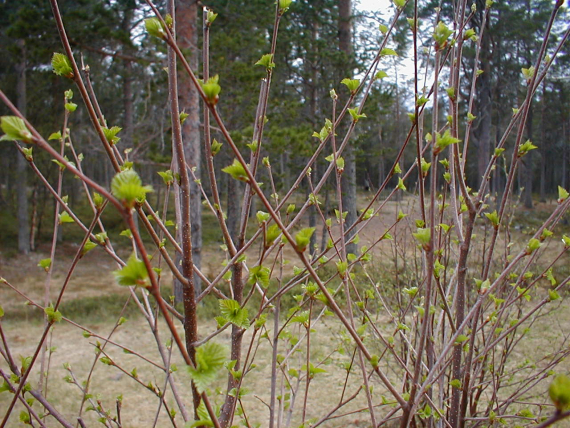 Knopp på bjørketrær om våren.