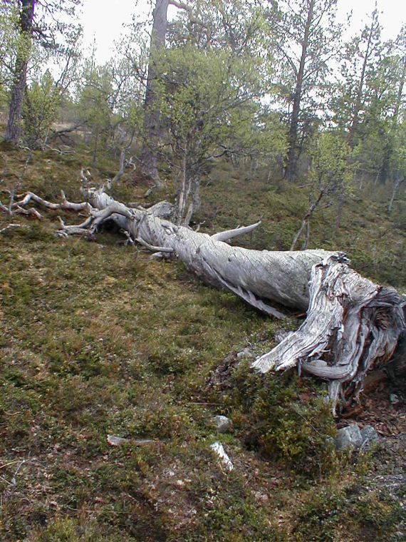 Et dødt træ i en skog.