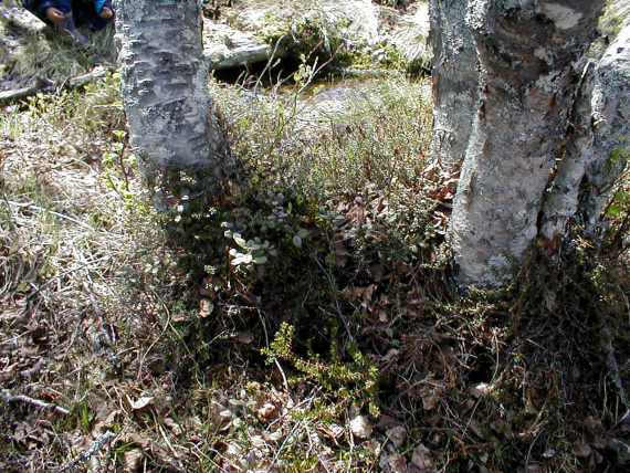 Stammer av bjørketrær.