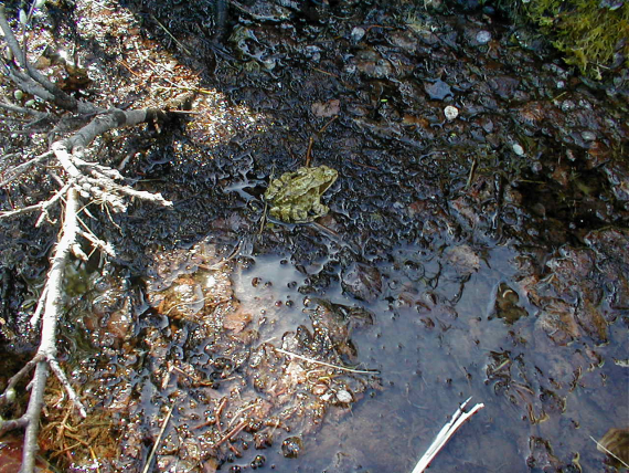 En stor frosk i en dram av søle.