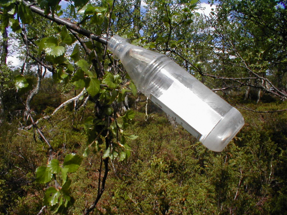 En halvliter flaske henger i en bjørk.