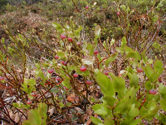 Lyng av tyttebær om våren.