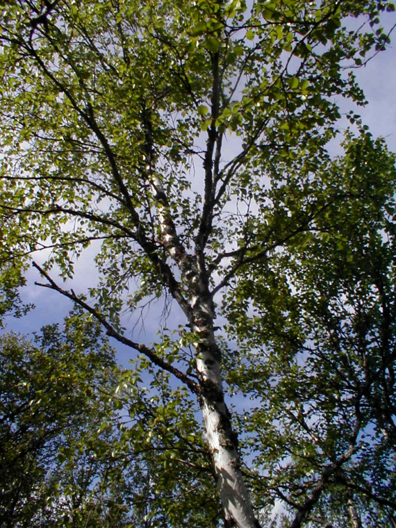 Bilde av en bjørk om sommeren.