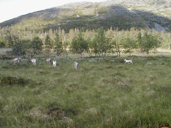 Reinsdyr på sommerbeite.