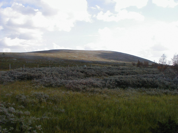 Gress og seljer med fjell i bakrgrunn.