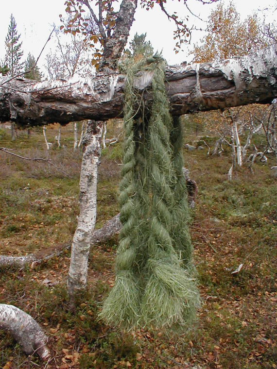 Sennagress hengt til tørk over et tre.