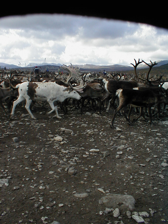 Reinsdyr i et gjerde.