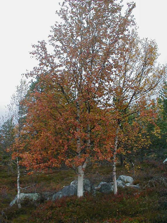 Bjørkeskog om høsten.