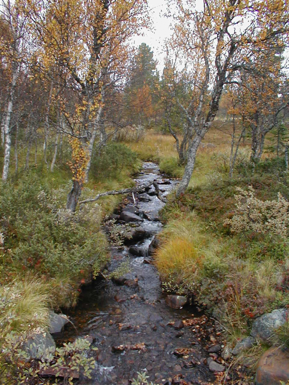 Bekk i en bjørkeskog.