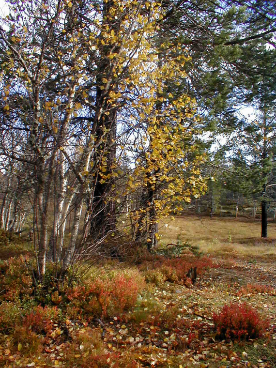 Skog avbildet om høsten.