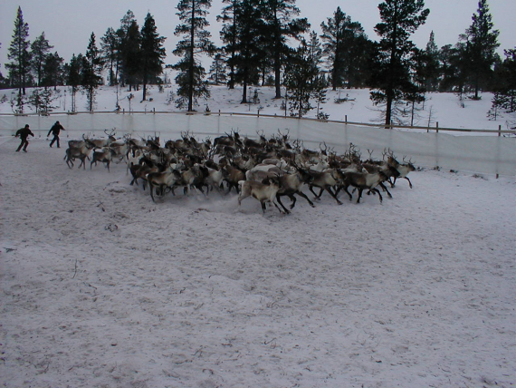 To personer jager reinsdyr i et reingjerde.