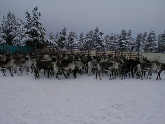Reinsdyr i et gjerde.