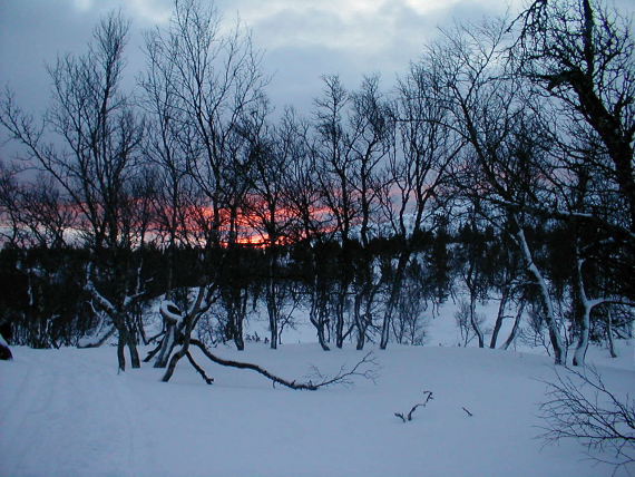 Bjørkeskog om vinteren.