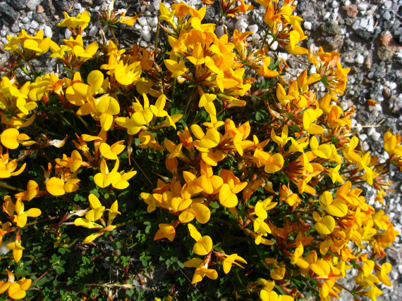 Gule, små blomster på mark.