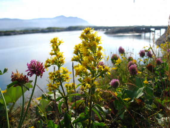 Foto av rosa og gule villblomster ved havet.