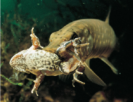 Gjedde med frosk i munnen.