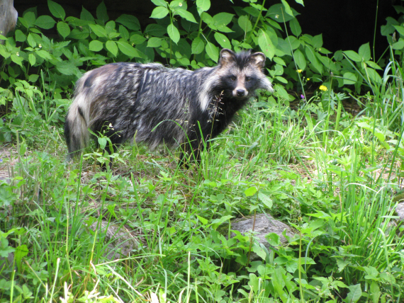 Bilde av en mårhund.