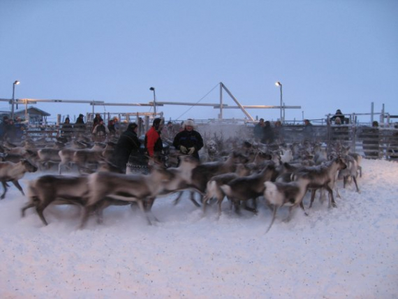 Bilde av reinsdyr i en innhegning.