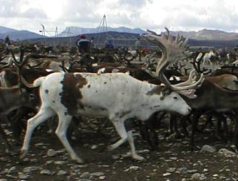 Bilde av en hvit reinsdyr med brune flekker.