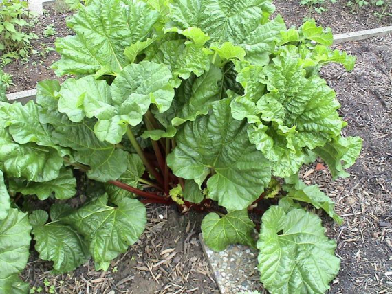 Bilde av rabarbra i åkeren.