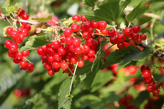 Bilde av mye rips i en busk.