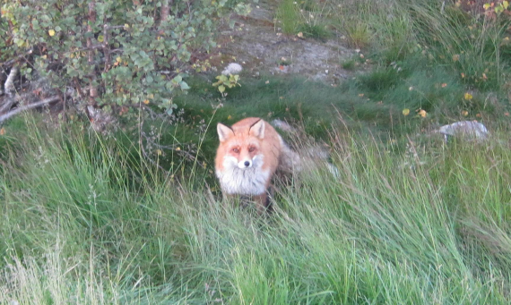 Bilde av en rev i et landskap med gress.