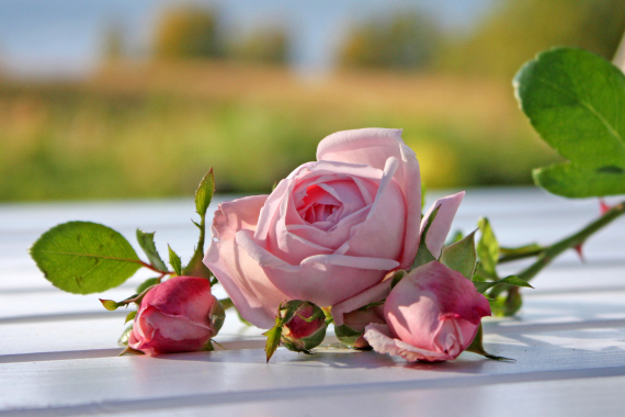 Bilde av en blomst på et bord.