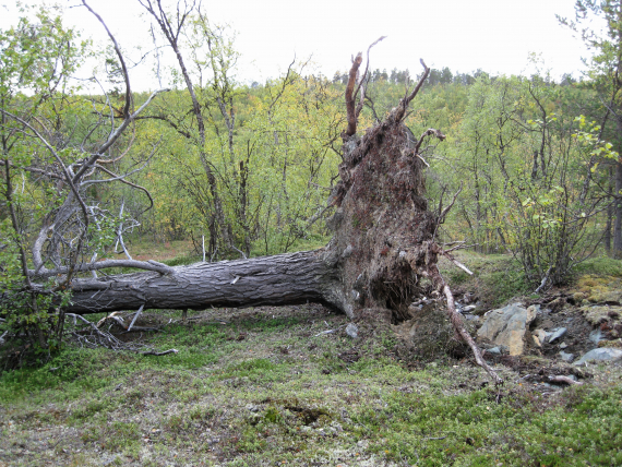 Røtter som stikker i været fra et tre som har falt ned.