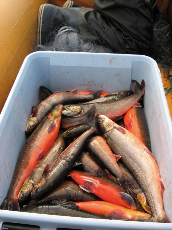 En kasse med røyer.