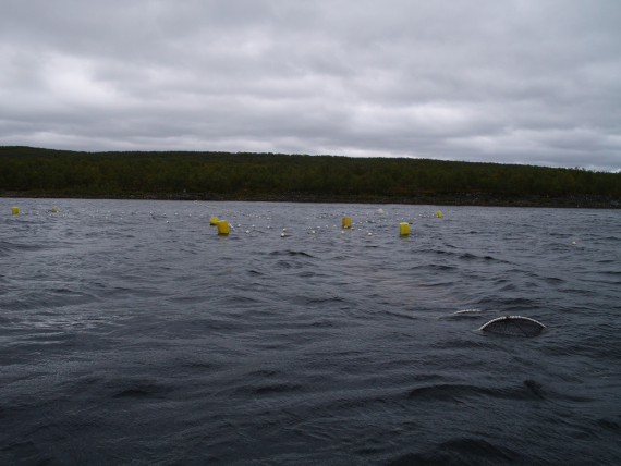 Ruse plassert ut i et vann.