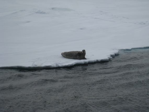 Sel på kanten av et isfalk.