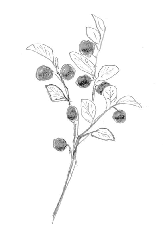 Tegning av en blåbærlyng med blåbær.